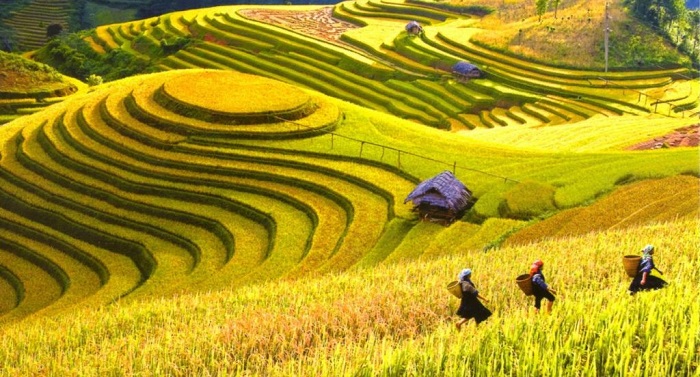 Những cánh đồng lúa chín vàng ươm dưới nắng trải dài vô tận ở Mai Châu, Hòa Bình